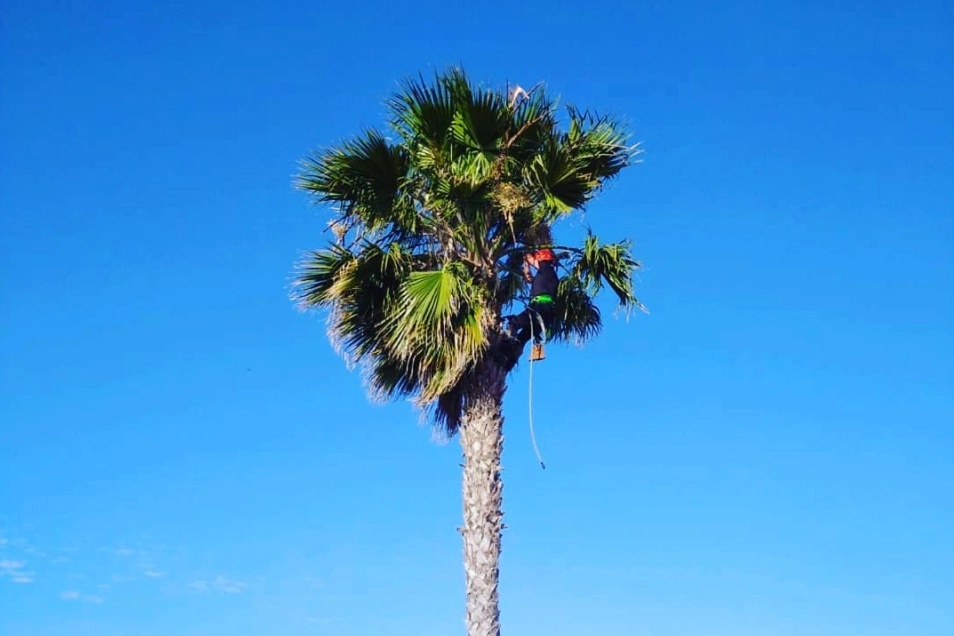 poda de palmeras